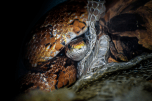 scale rot corn snake