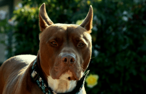 dogs with pointy ears