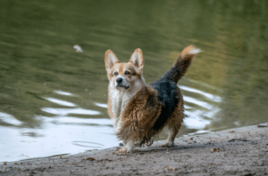 pointy ear dog