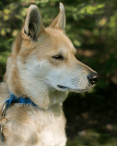 dog breeds with pointy ears