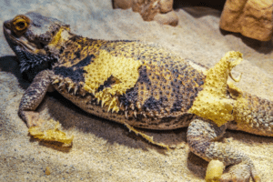 patchy yellow scale rot