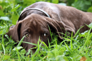 short haired dog