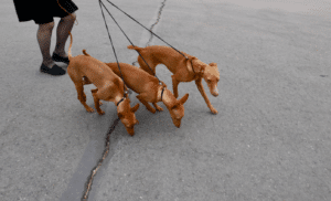 small dogs with pointy ears