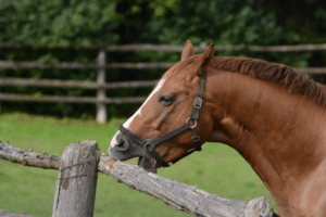 horse colic