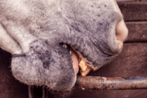 colic horse