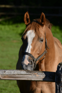 horse cribbing