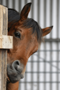 signs of ulcers in horses