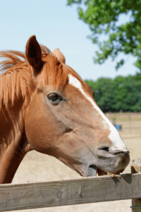 crib biting horse