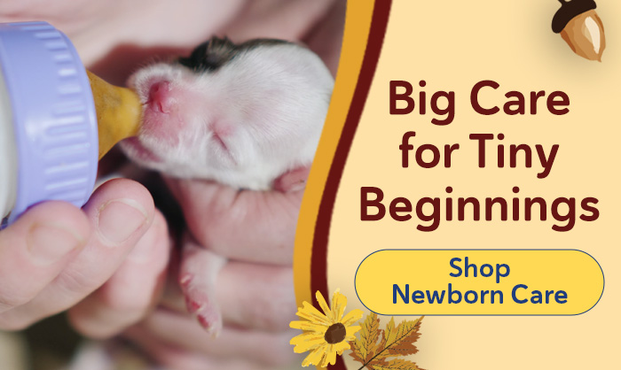 Puppy nursing from bottle