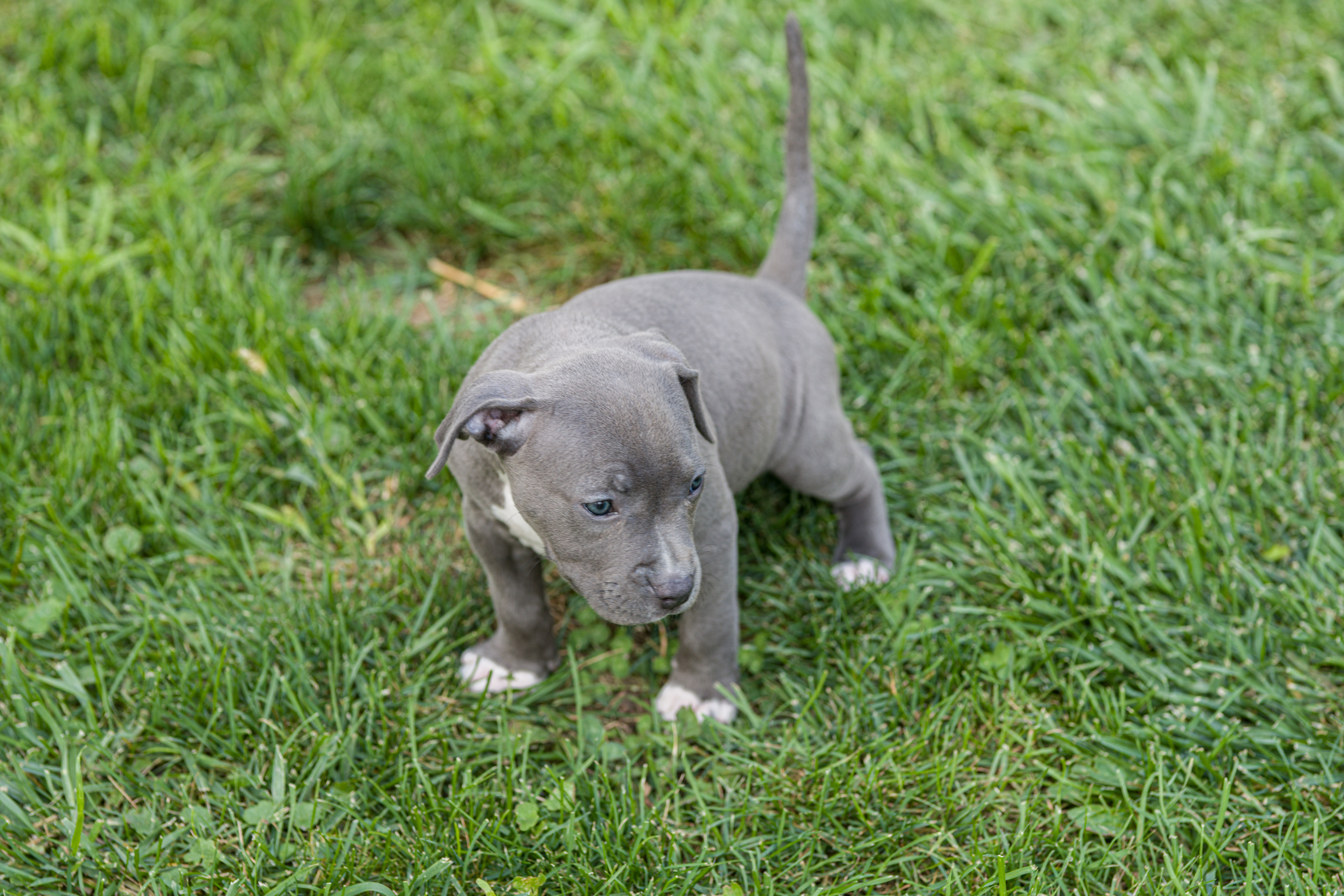 grey puppy standing in grass