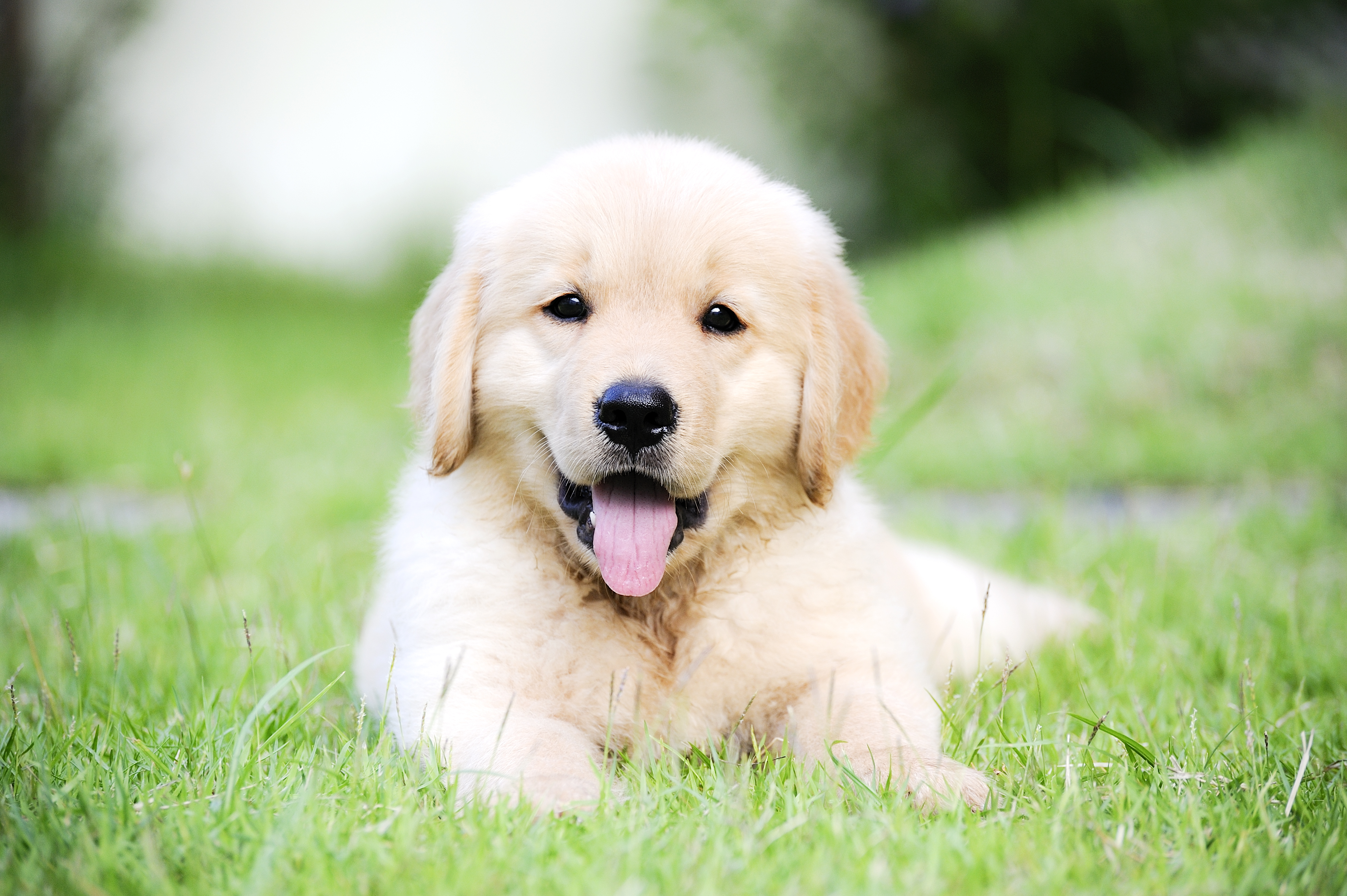 golden retriever puppy in grass