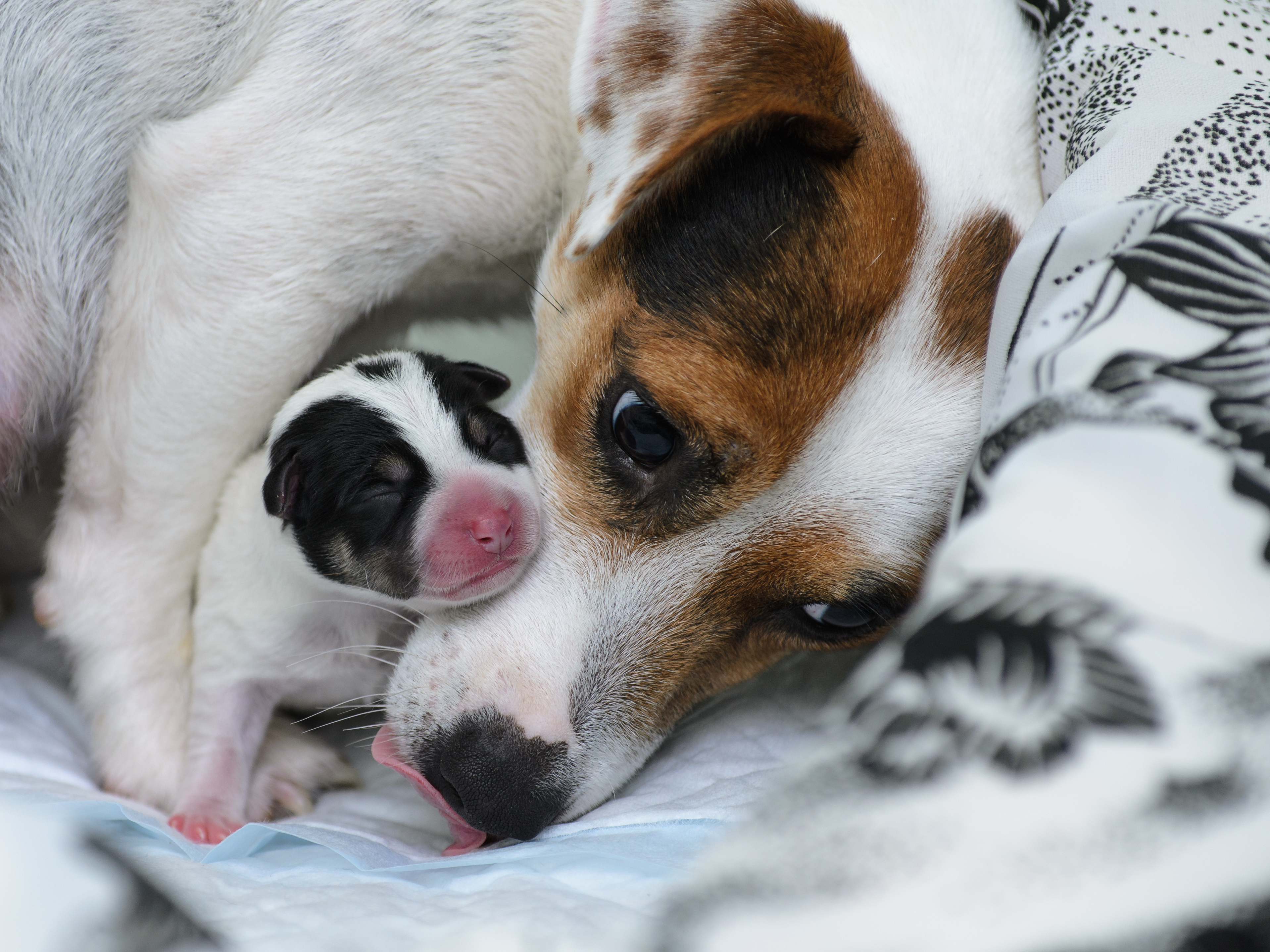 mom dog with her newborn puppy