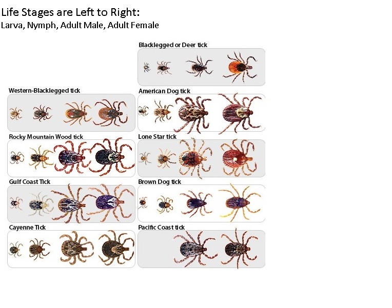 Tick Chart