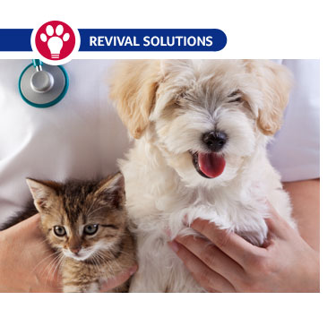 vet holding a dog and cat